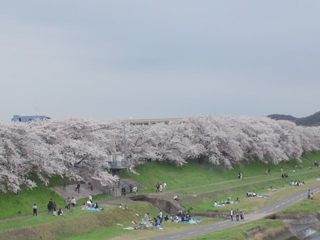 河川敷の花見_後楽園の梅・桜・ツツジ