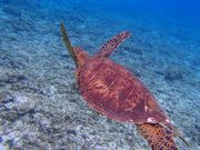 tuch7̃jVn}r[`̓eʐ^2