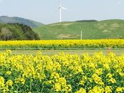 ܂񂳂̉l@؂̉Ԕ̓eʐ^1