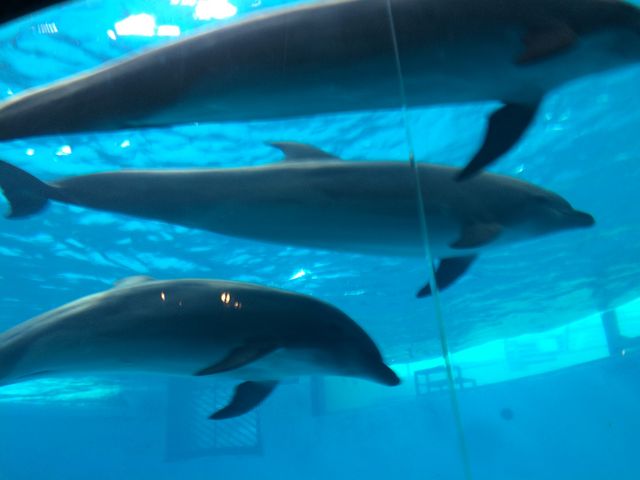 出口付近のイルカの水槽では、水中のイルカを間近に見ることができます。_下関市立しものせき水族館・海響館