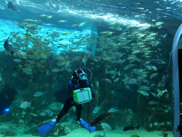 ̃_Co[狛NCYo肳܂By݂ȂAɂĐFX܂B_֎ŝفEC