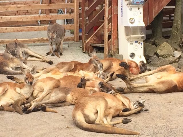 �J���K���[�̒��ɓ����āA�a��肪�ł��܂��B�l��ꂵ�Ă�̂ŁA�댯�͊����܂���B_�H�g�䎩�R���������T�t�@�������h