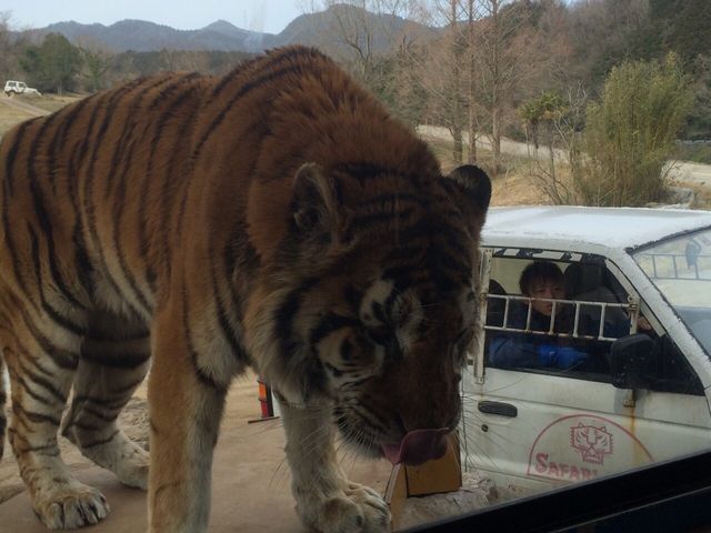 �ԑ��ɂ���������H�ׂ�ׁA�O���������Ă��܂��B����́A�E���̎ԑ��ɓ��������܂��B_�H�g�䎩�R���������T�t�@�������h