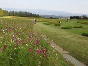 ��������̐�����̃R�X���X�̓��e�ʐ^1