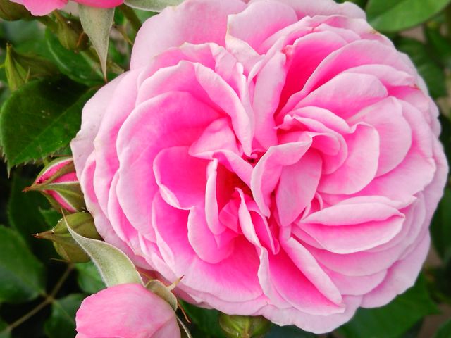 神代植物公園のバラ アクセス 営業時間 料金情報 じゃらんnet