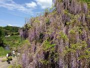 ���񂳂񂳂�̐m�ۈ�і�n��^�ӂ��̓��e�ʐ^1