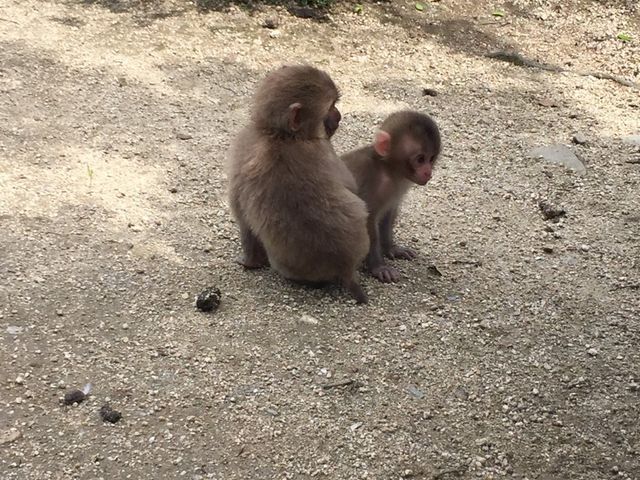 小豆島銚子渓自然動物園 お猿の国】予約・アクセス・割引クーポン