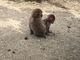 ナホべぇさんの小豆島銚子渓自然動物園　お猿の国への投稿写真4