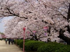 まこさんの大阪城西の丸庭園の投稿写真1