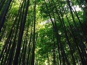 ܂コ̕񍑎̒|т̓eʐ^1