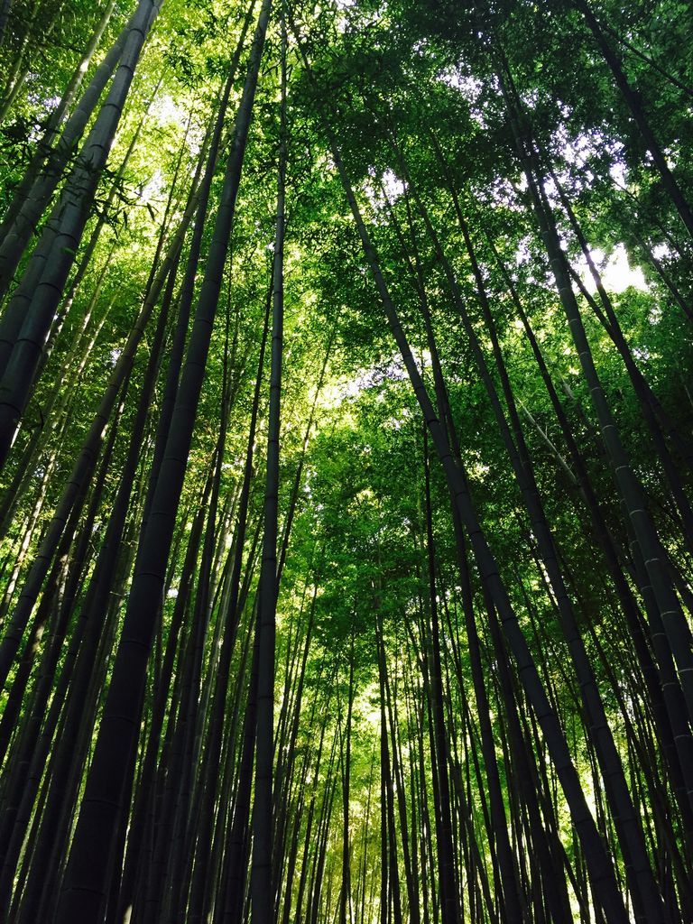 報国寺の竹林