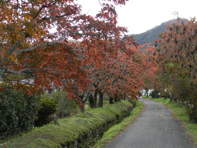 DX񂿂񂳂̖]̔؂̓eʐ^1