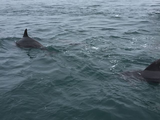 �G���قǋ߂��Ɍ���܂����I_�V���ό��C���J�E�H�b�`���O �h���t�B���N���[�Y