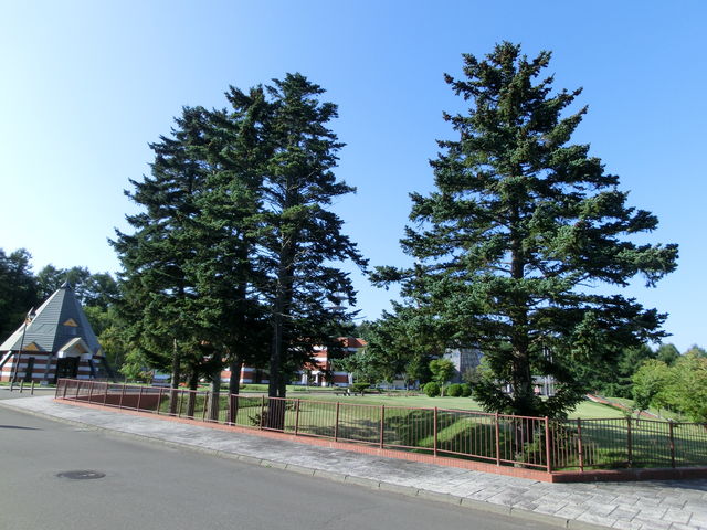 ���ԏ���A�傫���Y��Ȗ؂̌�����_�k������������