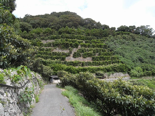 �j���̗���