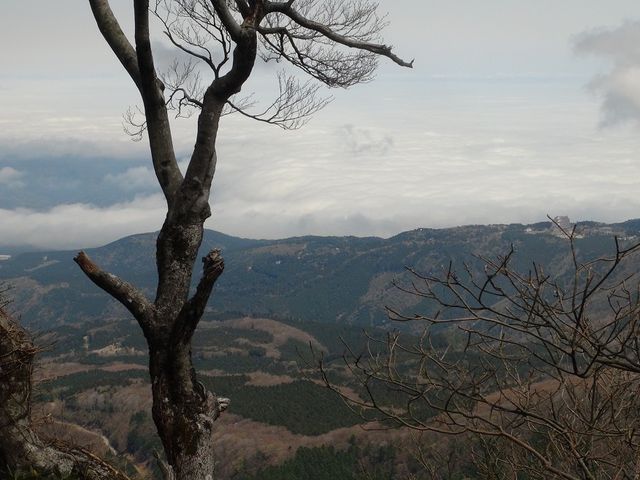 �E���̌����Q�͓V�鍂���̃z�e���Ȃ�_�V�鍂��