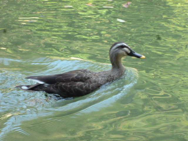 �a��H�ׂ钹����_�Ǖ@�k�E�M����