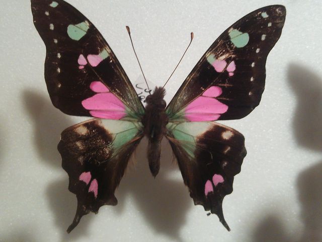 �������E�̍����كp�s�����V���g�[