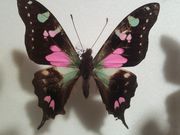 񂳂̓E̍كpsVg[̓eʐ^1