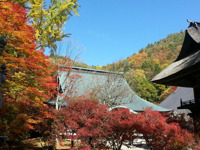 この写真よりもドウダンツツジがもっと赤く染まります。_霊松寺