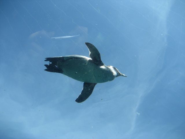 ���ԃy���M��_���R������