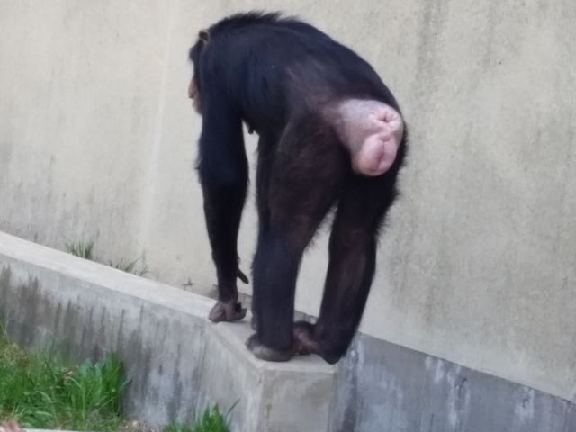 �`���p���W�[�̐K_�~�R������