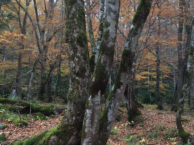 ����̒T���c���J_�H�_����