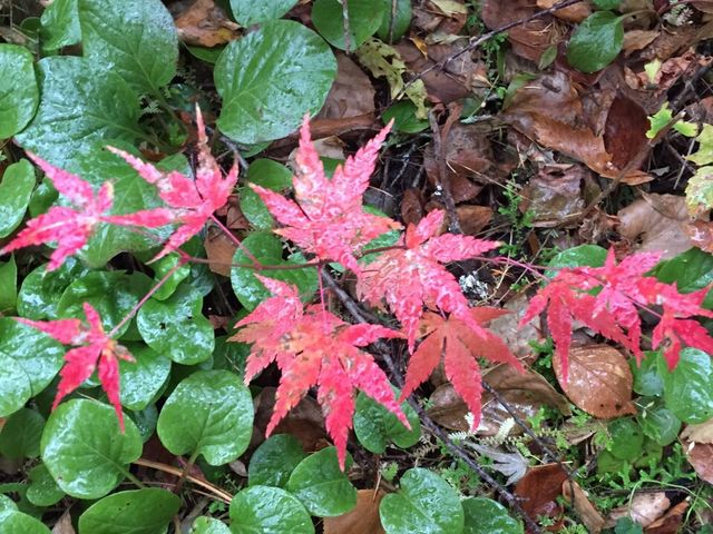 ����̒T�� �c���J_�H�_����