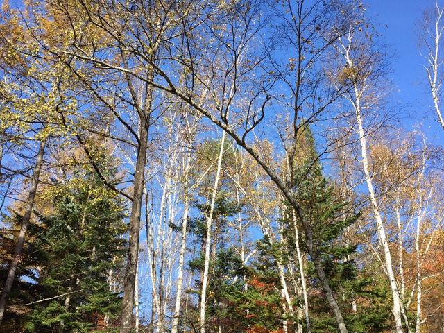 ����̒T���c���V_�H�_����