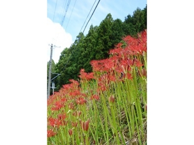 �ފ݉Ԃ̌Q��_�����ˌÕ�