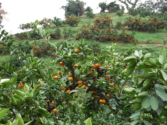 Ζʂɂ̃~J̖؁B_݂񋤓_