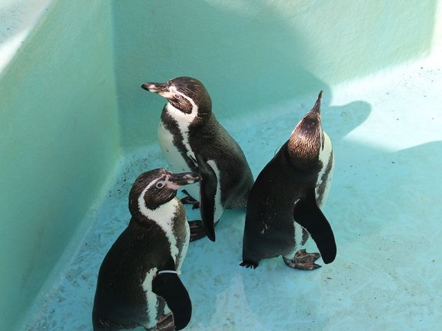 �y���M��_���c�C��������