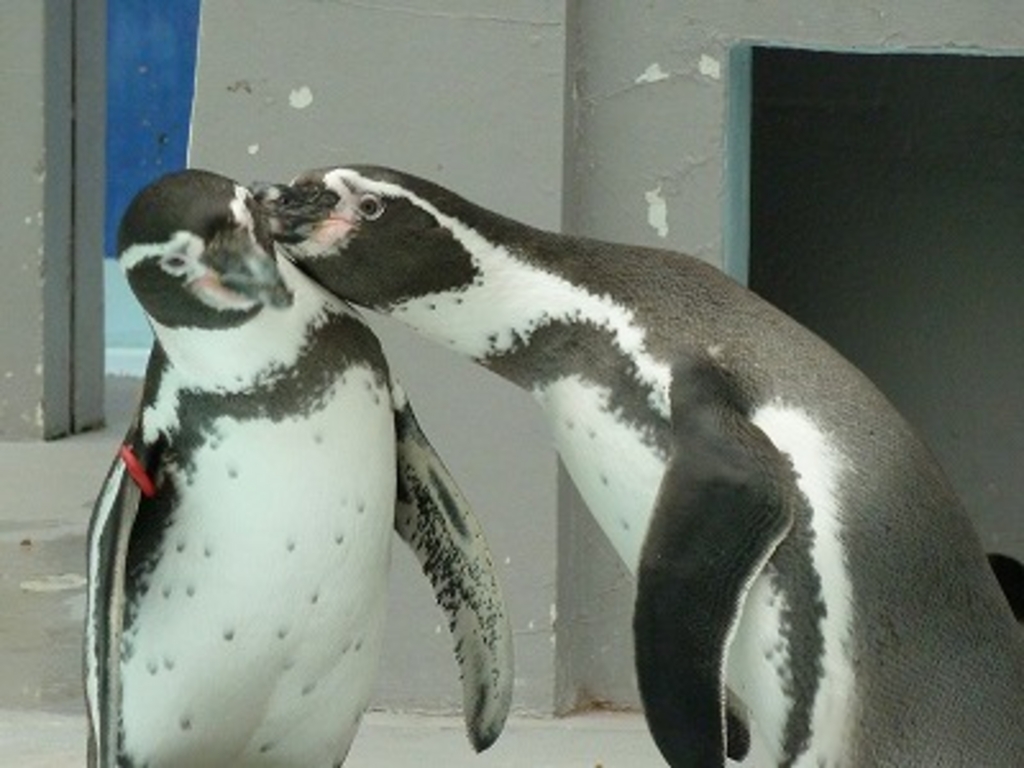 野毛山動物園