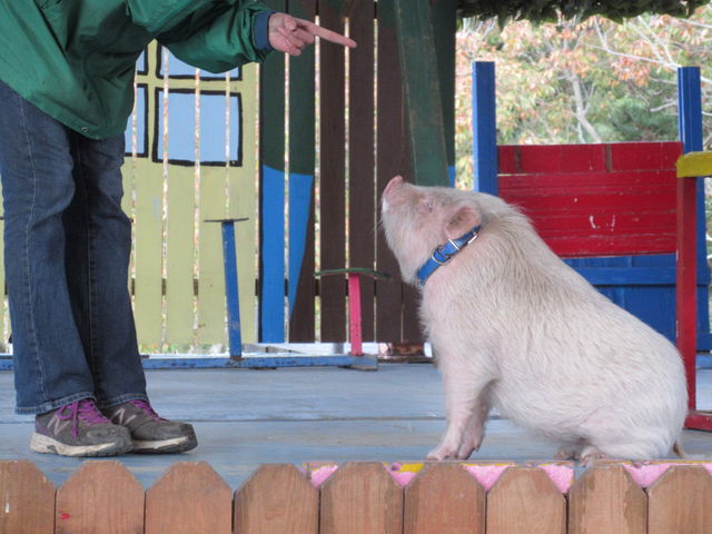 �؂���̊w�K���\���������_����Ƃ蓮����