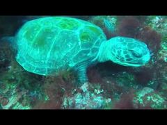 ���܂��񂳂�̈ɓ������_�C�r���O�X�N�[�� ���g�����b�c�ւ̓��e�ʐ^1