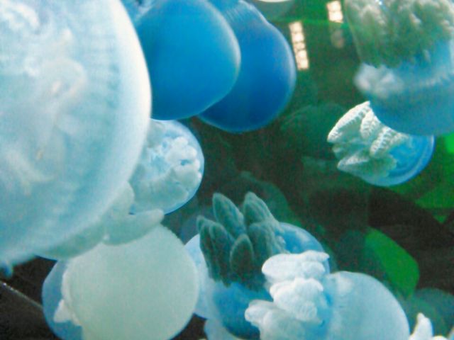 ��ʂ̃N���Q�����`����߂Â��ă|�j���C��_���Í`�[�C�����ف`�V�[���J���X�E�~���[�W�A���`