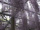 TATK����̑�ΐ_�Ђ̐�N���ւ̓��e�ʐ^4