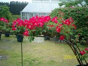 ނ炳񂳂̓V_ƌi[Yq܂j̓eʐ^3