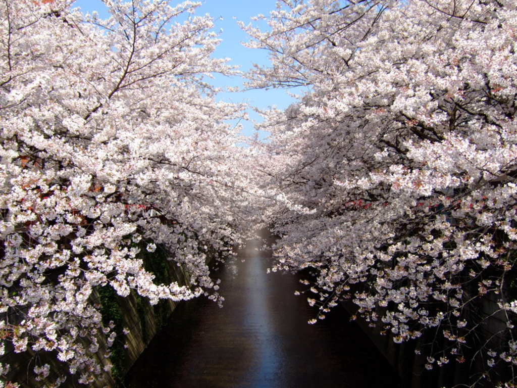 18 東京で桜が楽しめる花見スポット50選 定番から穴場までおすすめ厳選 じゃらんニュース