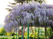 W̐MZjՌ̓̉Ԃ̓eʐ^1