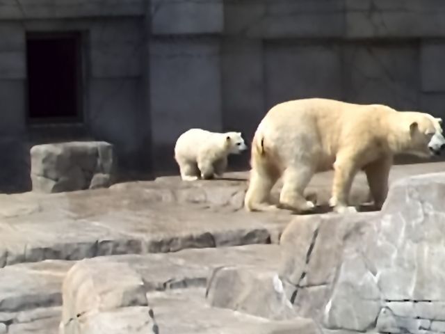 ���F�̐Ԃ����_�~�R������