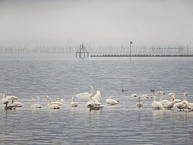 ���i�΂̃R�n�N�`���E�@_���i�΁i���ꌧ���l�s�j