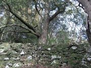 ނ炳񂳂̊pՂ̓eʐ^2