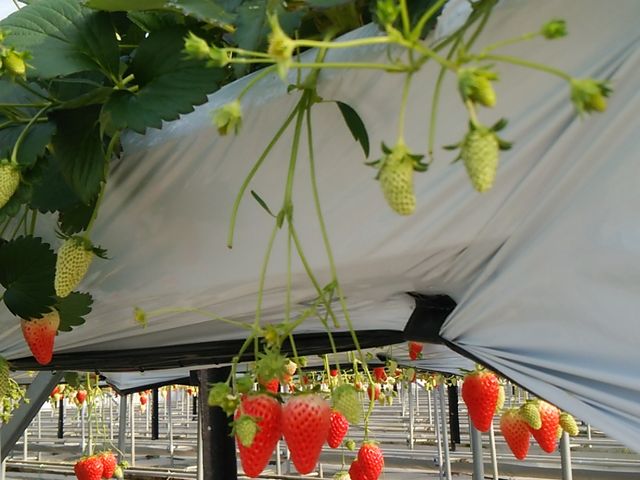 �ό��_���ԂЂ��