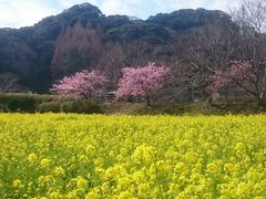 ゆ～みんさんの道の駅 下賀茂温泉 湯の花の投稿写真1