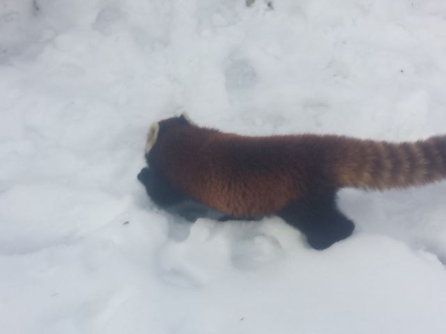 ��̒���������b�T�[�p���__�~�R����