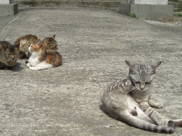 �ނ炳�񂳂�̒֓��̓��e�ʐ^5