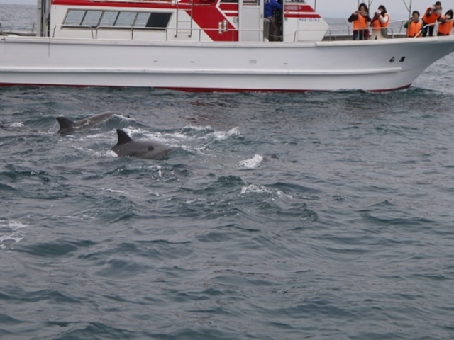 �C���J����_�V���ό��C���J�E�H�b�`���O �h���t�B���N���[�Y