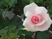 ނ炳񂳂̓V_ƌi[Yq܂j̓eʐ^4