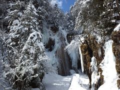 kophiphi����̎O�{��ւ̓��e�ʐ^1